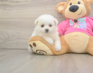 5 week old Pomachon Puppy For Sale - Florida Fur Babies