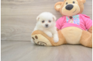 Sweet Pomachon Baby