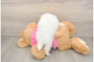 Pomachon Puppy for Adoption
