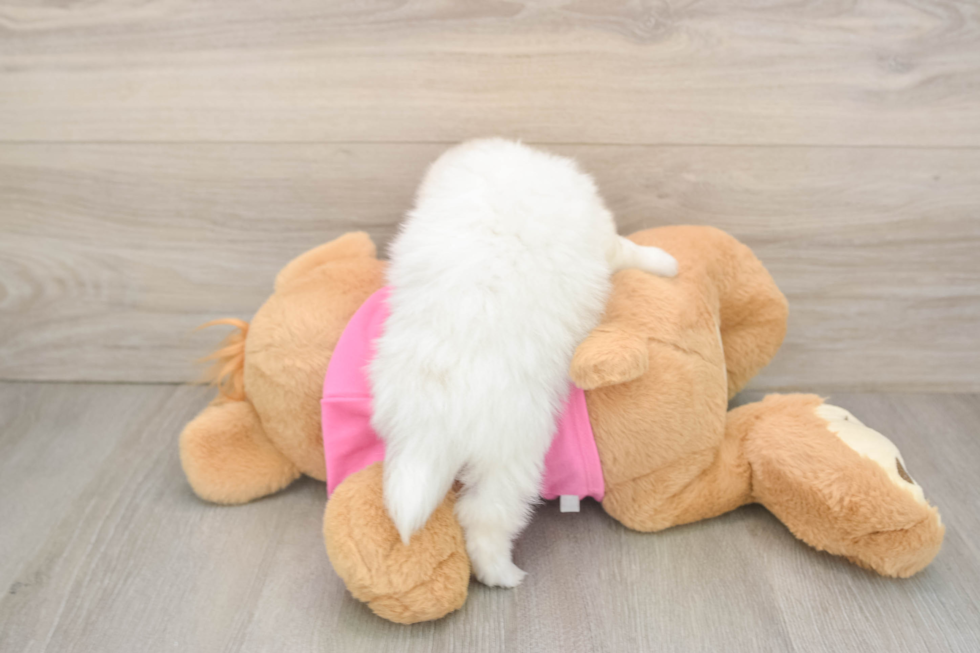 Pomachon Puppy for Adoption