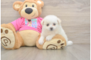 Playful Pom Frise Designer Puppy