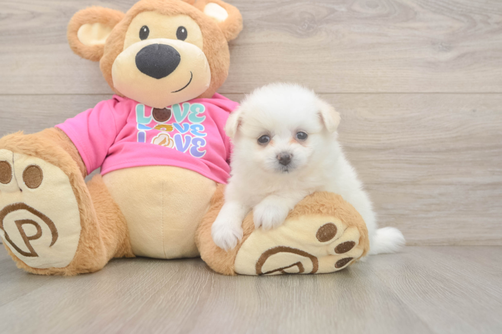 Playful Pom Frise Designer Puppy