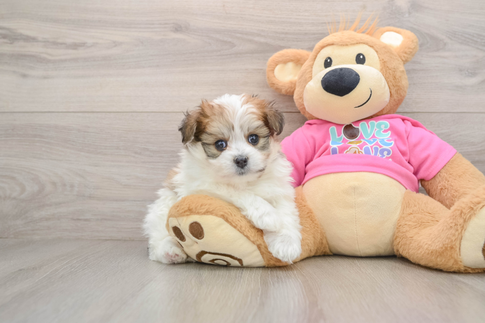 Smart Pomachon Designer Pup