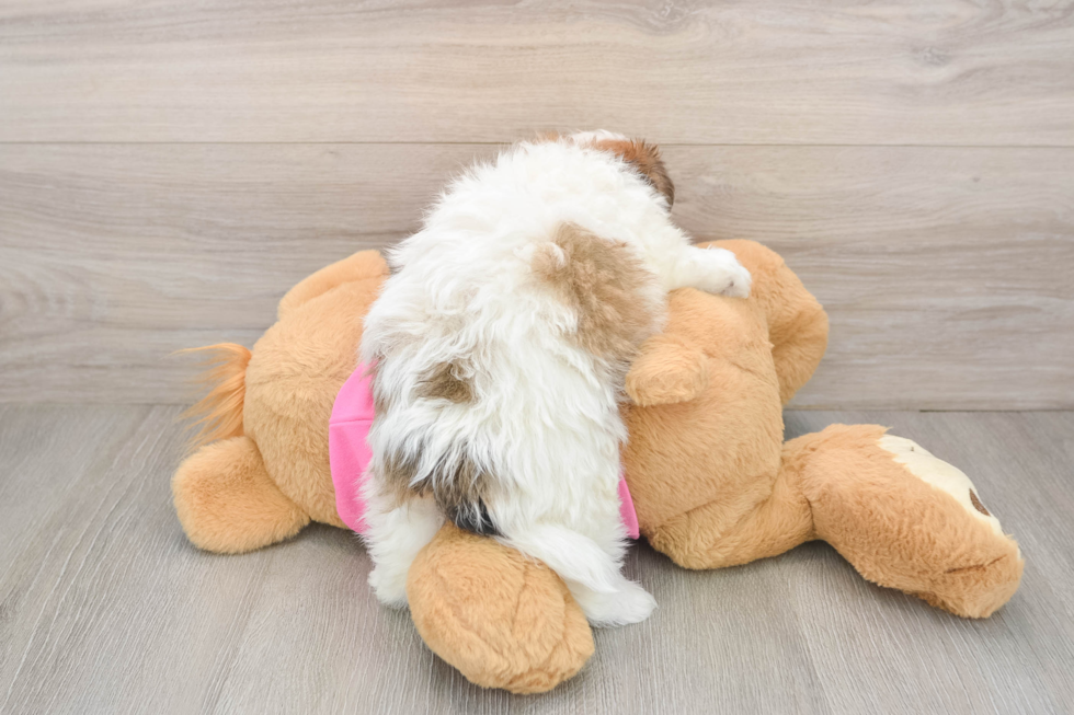 Little Pom Frise Designer Puppy