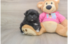 Pomachon Pup Being Cute