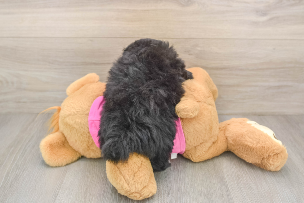 Pomachon Puppy for Adoption