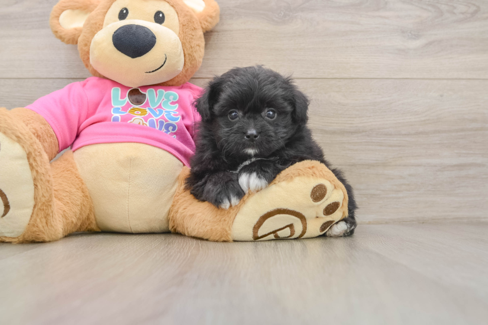 Fluffy Pomachon Designer Pup