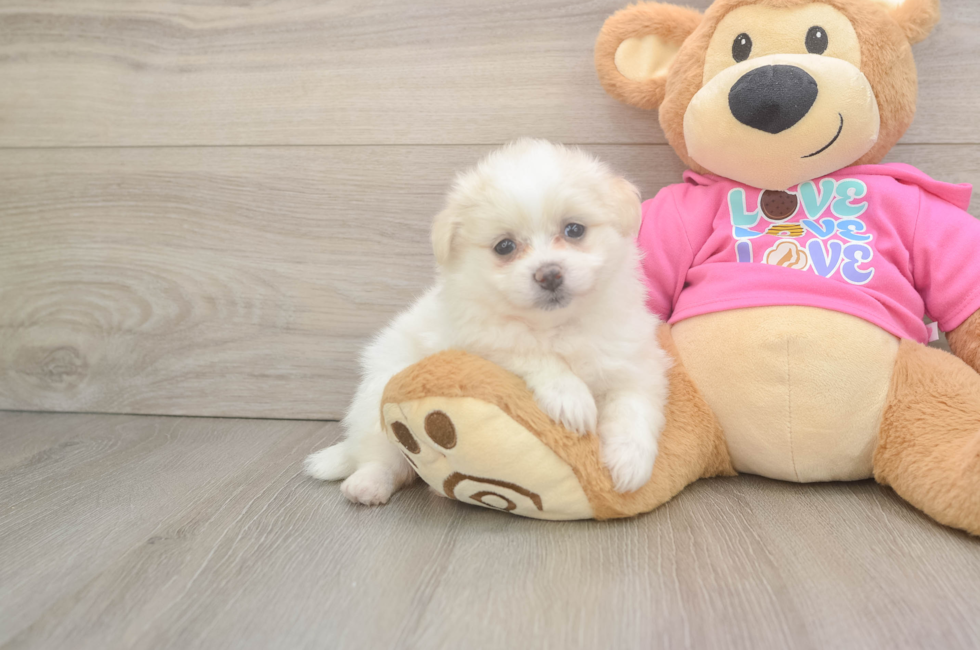 5 week old Pomachon Puppy For Sale - Florida Fur Babies
