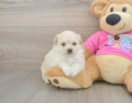 5 week old Pomachon Puppy For Sale - Florida Fur Babies