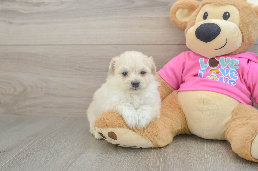 5 week old Pomachon Puppy For Sale - Florida Fur Babies