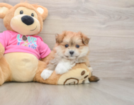 6 week old Pomachon Puppy For Sale - Florida Fur Babies