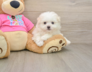 8 week old Pomachon Puppy For Sale - Florida Fur Babies