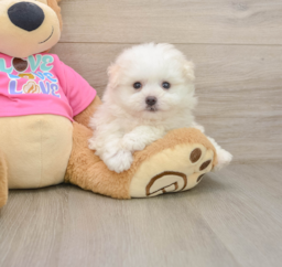 6 week old Pomachon Puppy For Sale - Florida Fur Babies