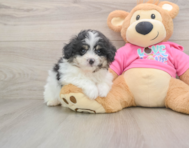 5 week old Pomachon Puppy For Sale - Florida Fur Babies