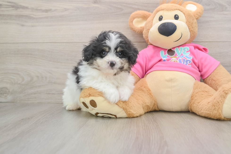 Cute Pomachon Baby