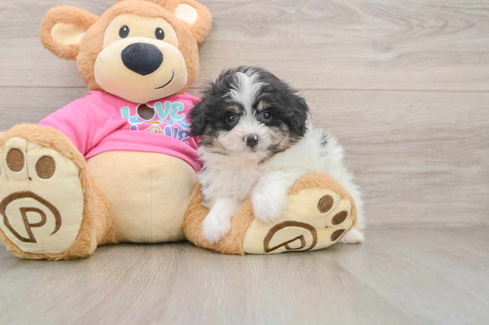 Pomachon Pup Being Cute