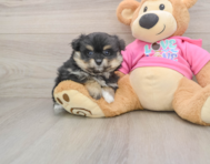 5 week old Pomachon Puppy For Sale - Florida Fur Babies