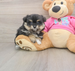9 week old Pomachon Puppy For Sale - Florida Fur Babies