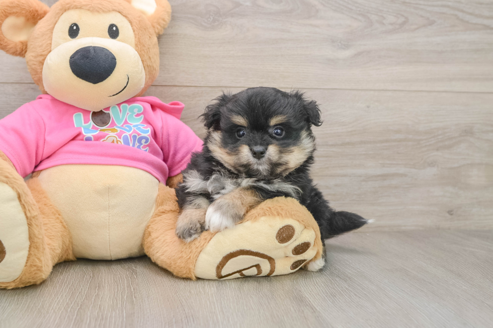 Playful Pom Frise Designer Puppy