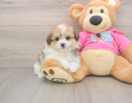 5 week old Pomachon Puppy For Sale - Florida Fur Babies