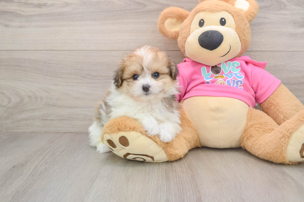 Best Pomachon Baby