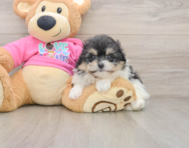 7 week old Pomachon Puppy For Sale - Florida Fur Babies