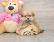 5 week old Pomachon Puppy For Sale - Florida Fur Babies