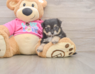 5 week old Pomachon Puppy For Sale - Florida Fur Babies