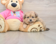 5 week old Pomachon Puppy For Sale - Florida Fur Babies