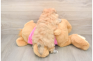 Playful Pom Frise Designer Puppy