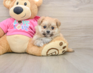 5 week old Pomachon Puppy For Sale - Florida Fur Babies