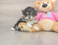 6 week old Pomachon Puppy For Sale - Florida Fur Babies