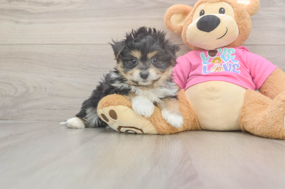 6 week old Pomachon Puppy For Sale - Florida Fur Babies