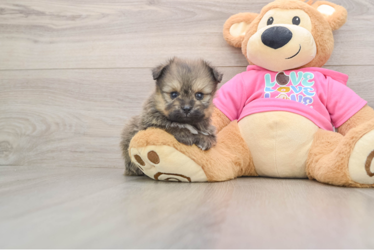 Sweet Pomachon Baby