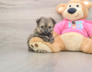 5 week old Pomachon Puppy For Sale - Florida Fur Babies
