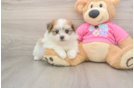 Cute Pomachon Baby