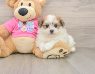 5 week old Pomachon Puppy For Sale - Florida Fur Babies