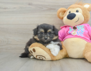 6 week old Pomachon Puppy For Sale - Florida Fur Babies