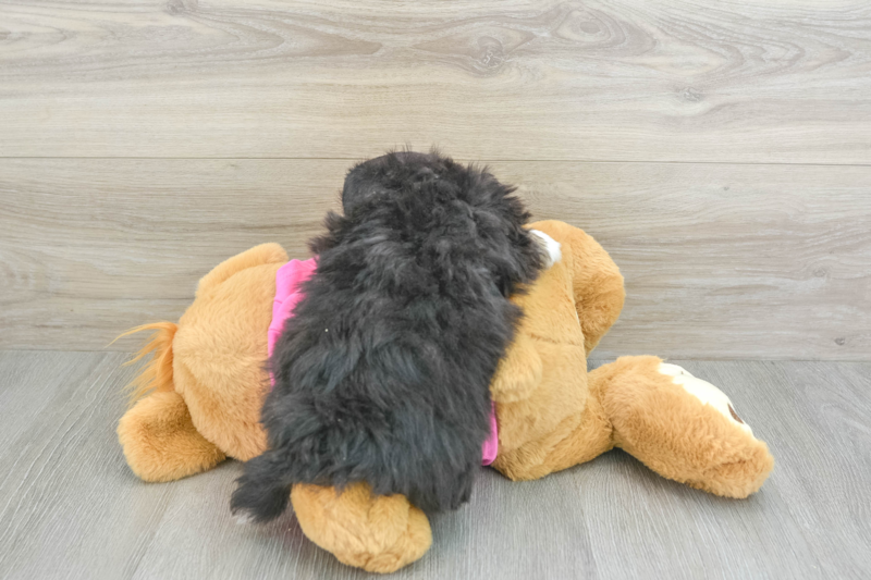 Meet Dax - our Pomachon Puppy Photo 2/3 - Florida Fur Babies