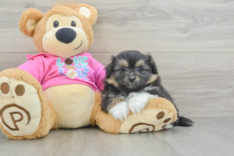 Meet Dax - our Pomachon Puppy Photo 3/3 - Florida Fur Babies