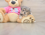 5 week old Pomachon Puppy For Sale - Florida Fur Babies