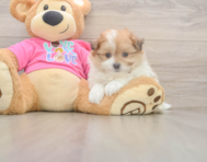 6 week old Pomachon Puppy For Sale - Florida Fur Babies