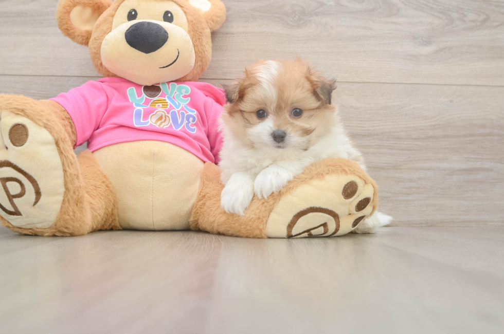 6 week old Pomachon Puppy For Sale - Florida Fur Babies