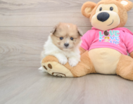 7 week old Pomachon Puppy For Sale - Florida Fur Babies