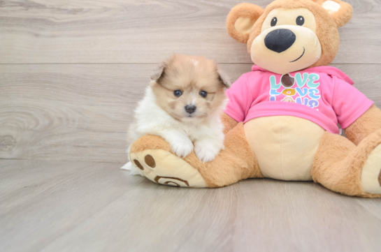 Pomachon Puppy for Adoption