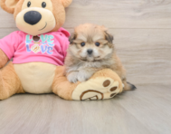 5 week old Pomachon Puppy For Sale - Florida Fur Babies