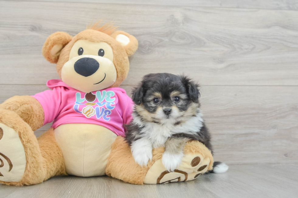 5 week old Pomachon Puppy For Sale - Florida Fur Babies