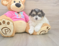 6 week old Pomachon Puppy For Sale - Florida Fur Babies