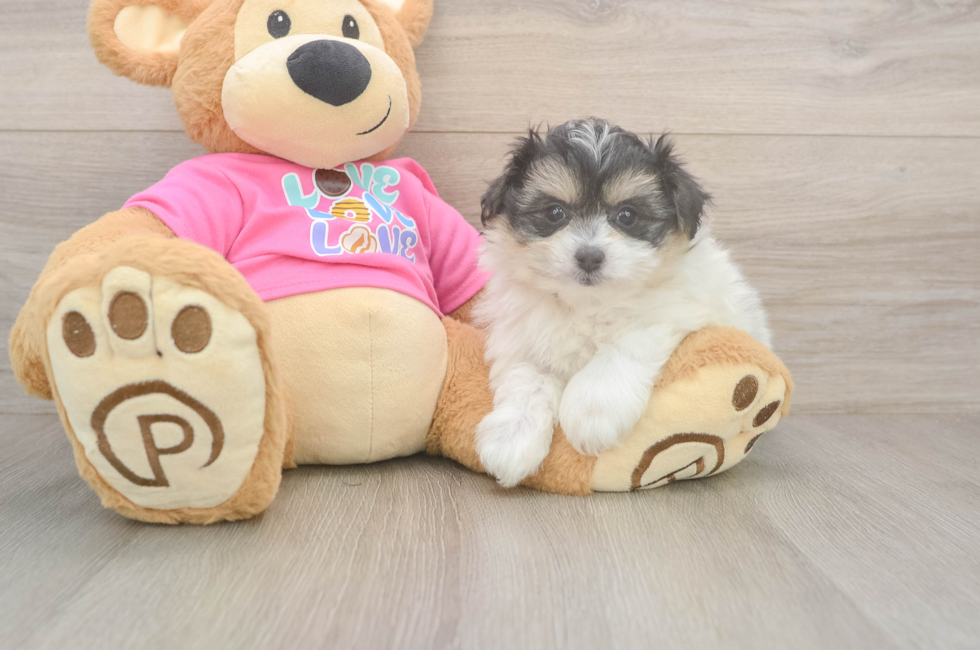 6 week old Pomachon Puppy For Sale - Florida Fur Babies