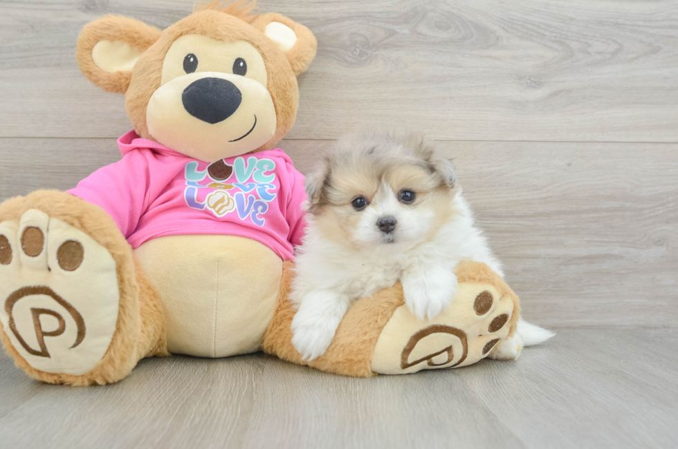 5 week old Pomachon Puppy For Sale - Florida Fur Babies